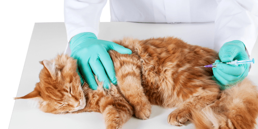 pet-health