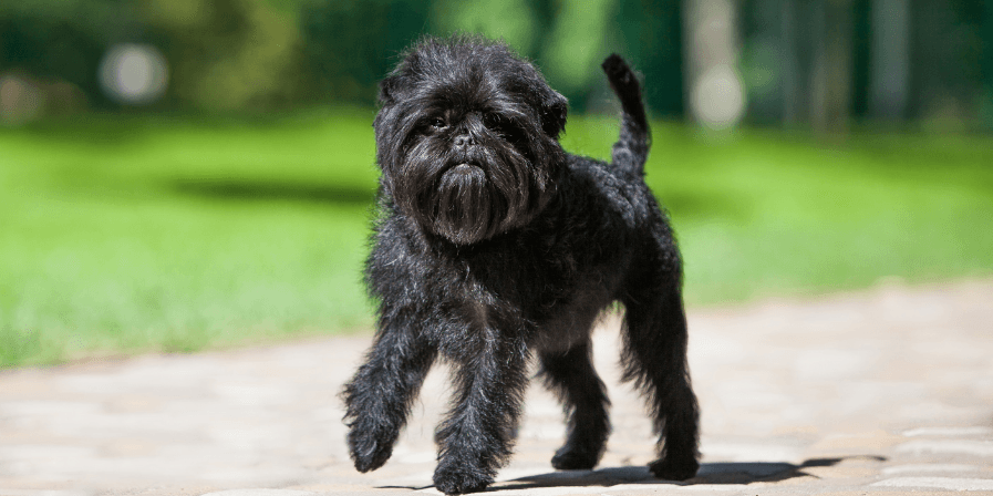 pet-health