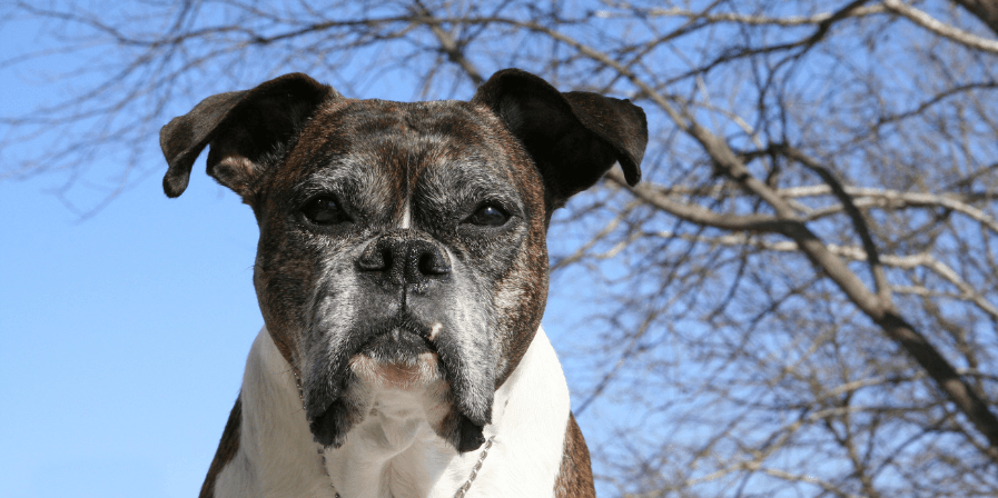 pet-health