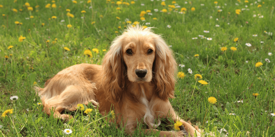 pet-health