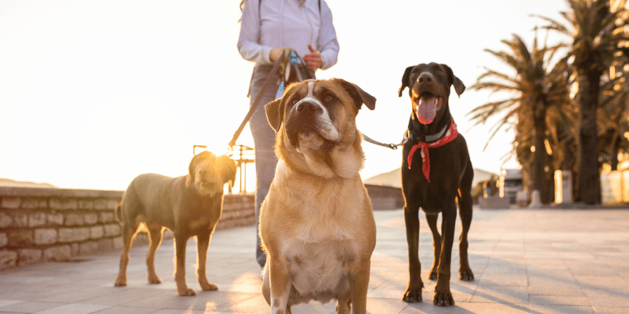 pet-health