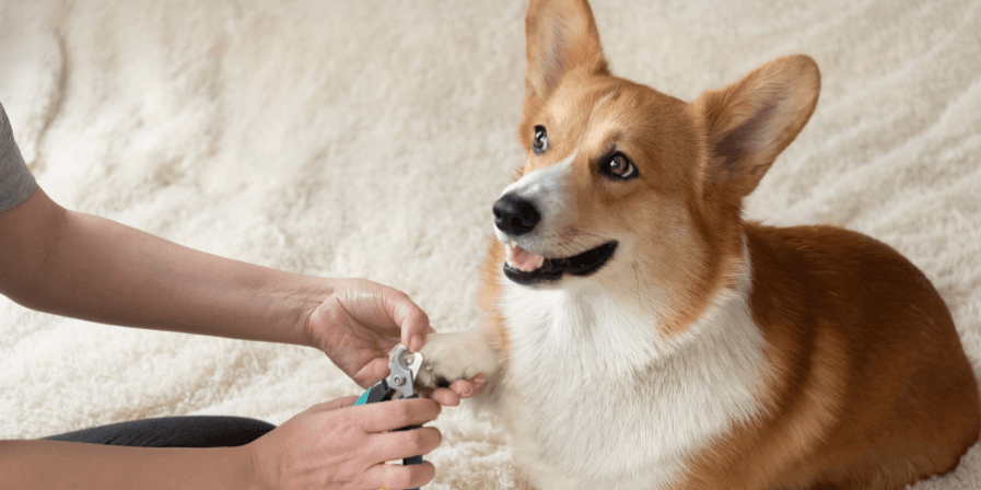 pet-health