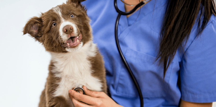 pet-health