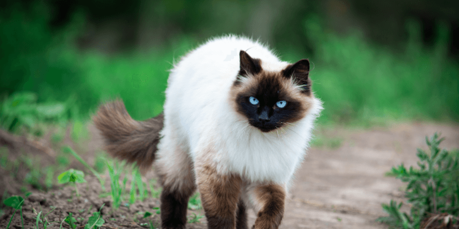 pet-health
