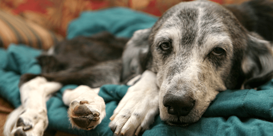 pet-health
