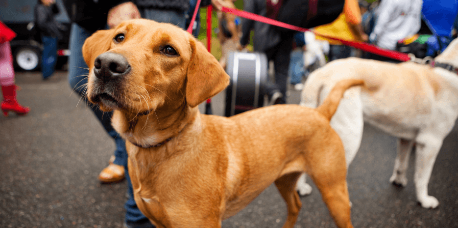 pet-health