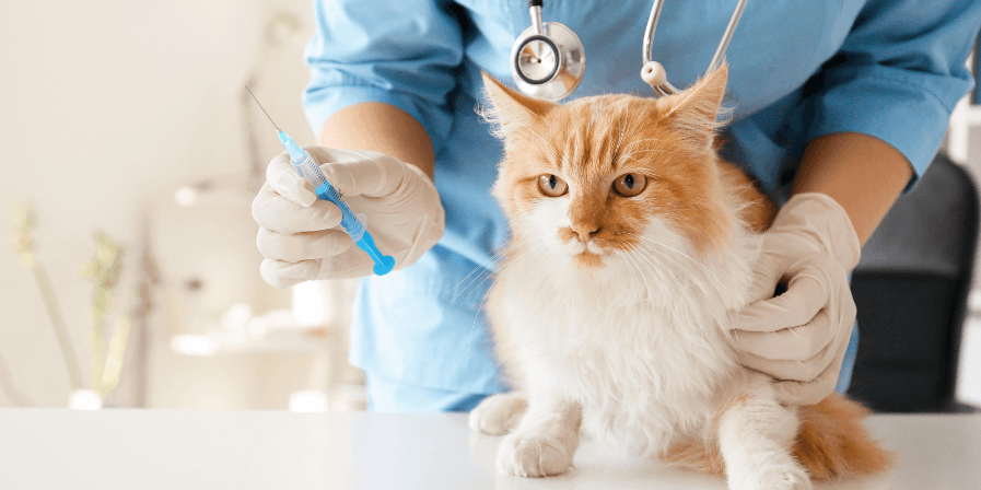 pet-health