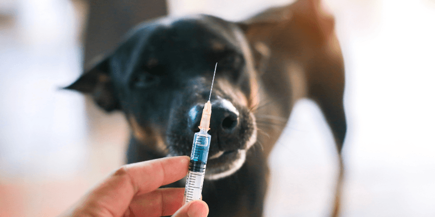 pet-health