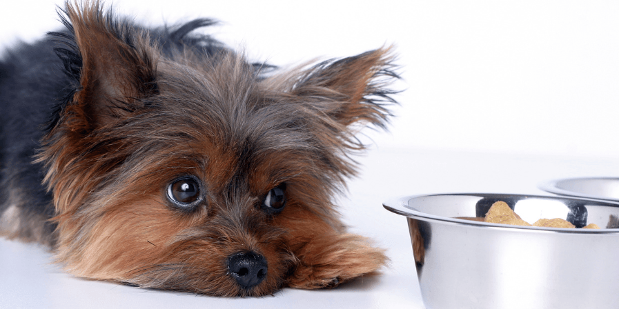pet-health