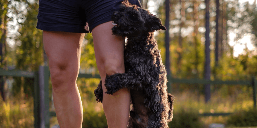 pet-health