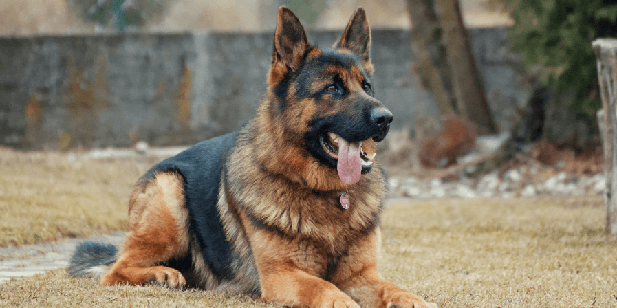 Best german hot sale shepherd dog