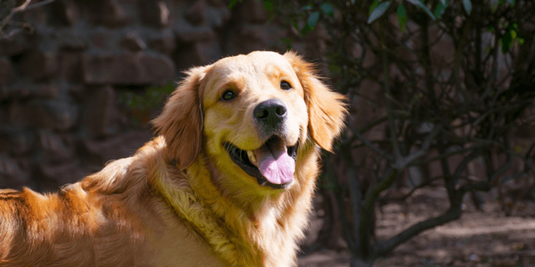 Golden retriever dcm best sale